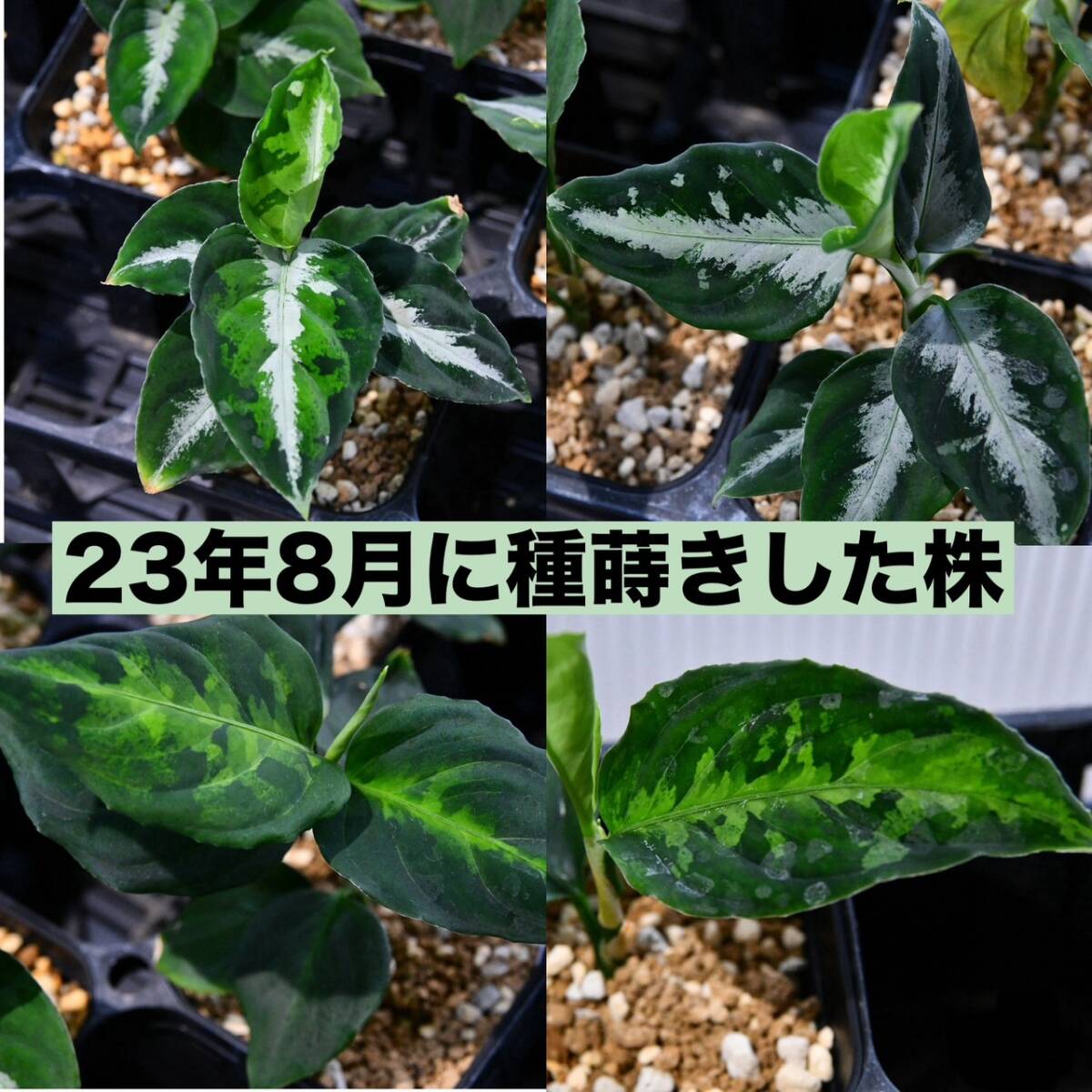 2 Aglaonema pictum tricolor from South Sumatra アグラオネマ ピクタム トリカラー 種10粒の画像8