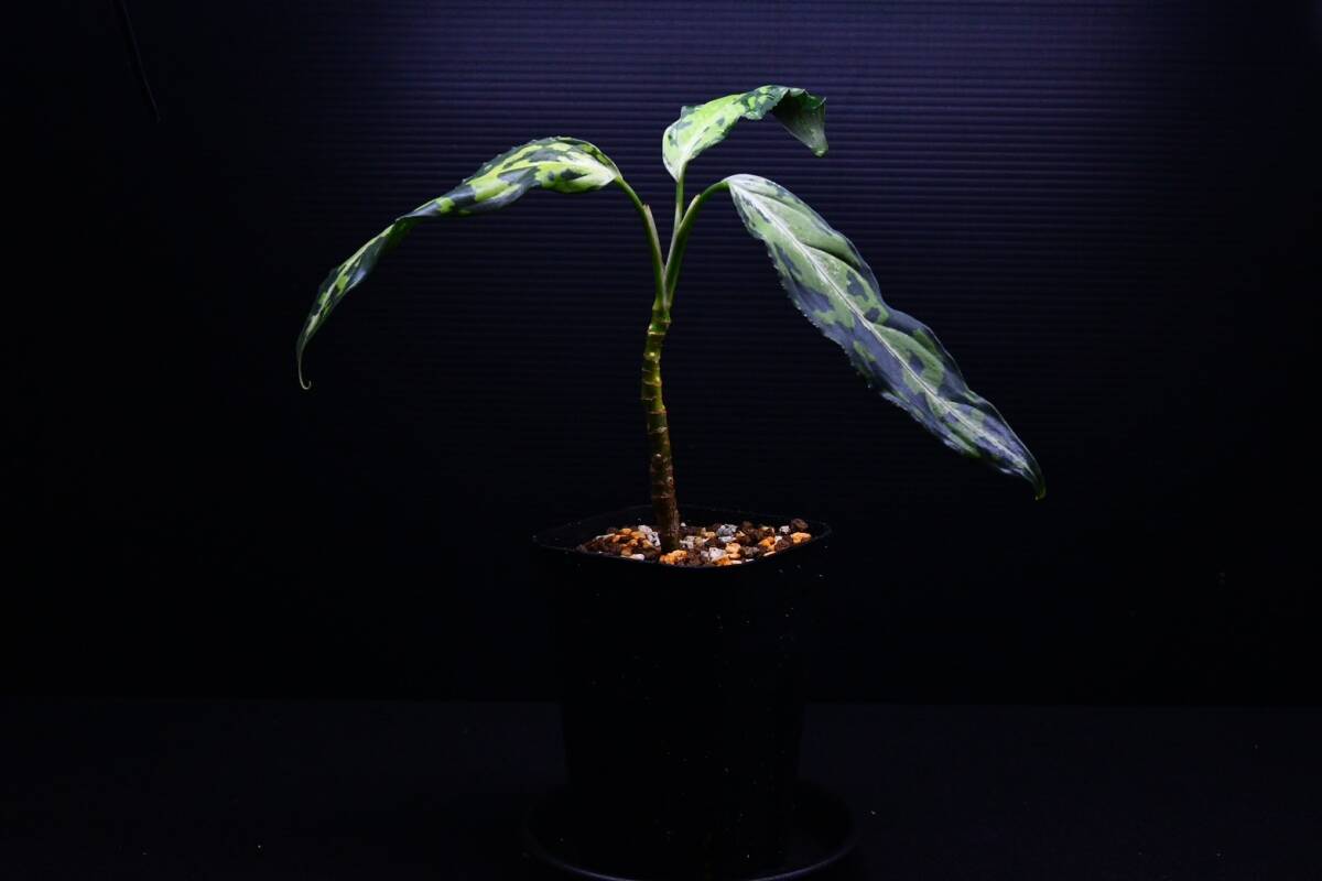 1 Aglaonema pictum tricolor from Aceh アグラオネマ ピクタム トリカラーの画像2