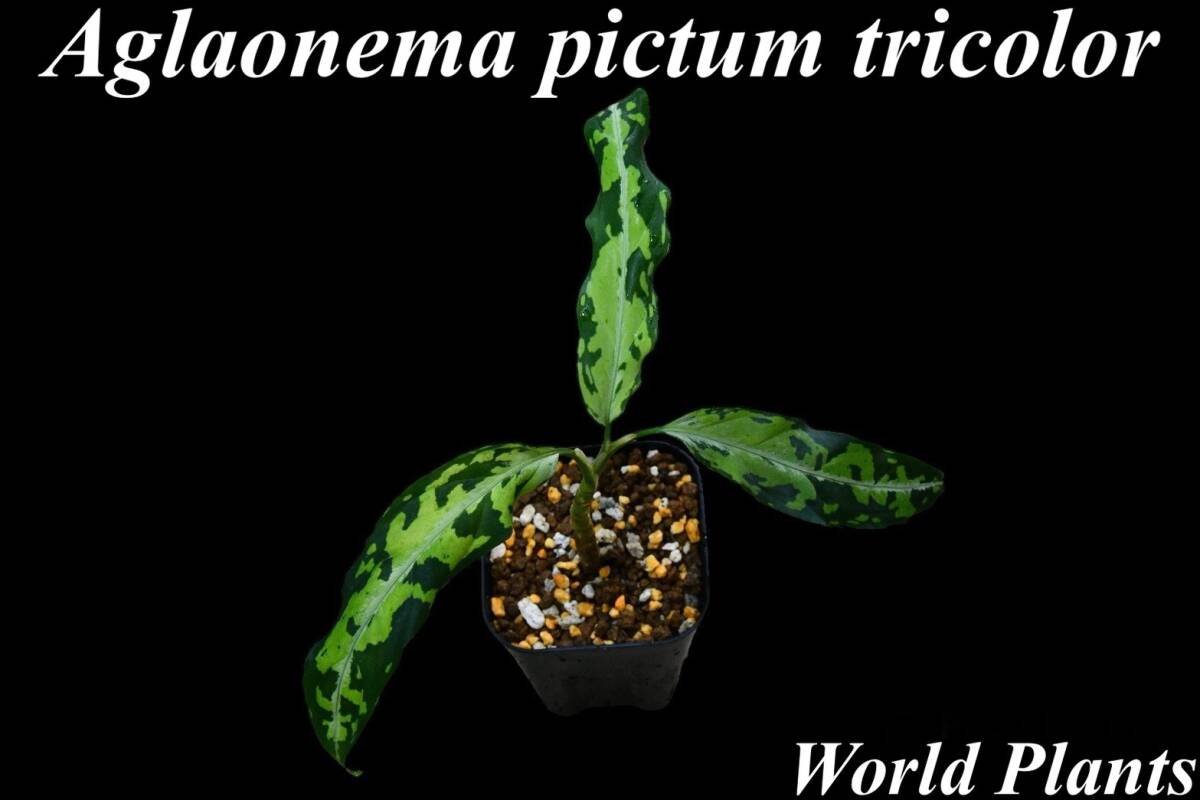1 Aglaonema pictum tricolor from Aceh アグラオネマ ピクタム トリカラーの画像1