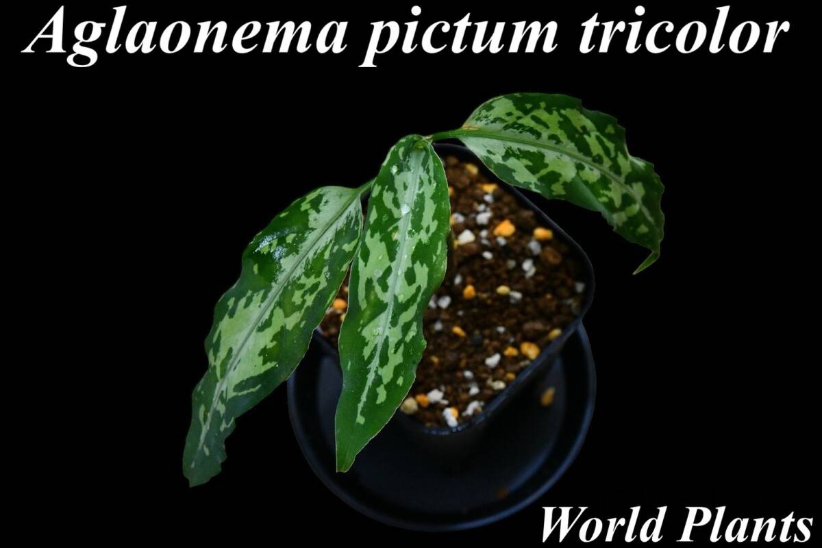 2 Aglaonema pictum tricolor from Aceh アグラオネマ ピクタム トリカラーの画像1