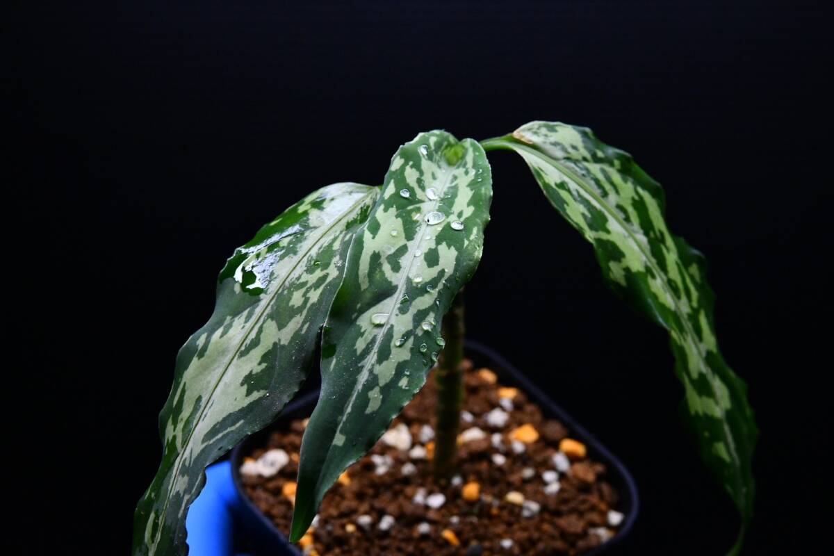 2 Aglaonema pictum tricolor from Aceh アグラオネマ ピクタム トリカラーの画像7