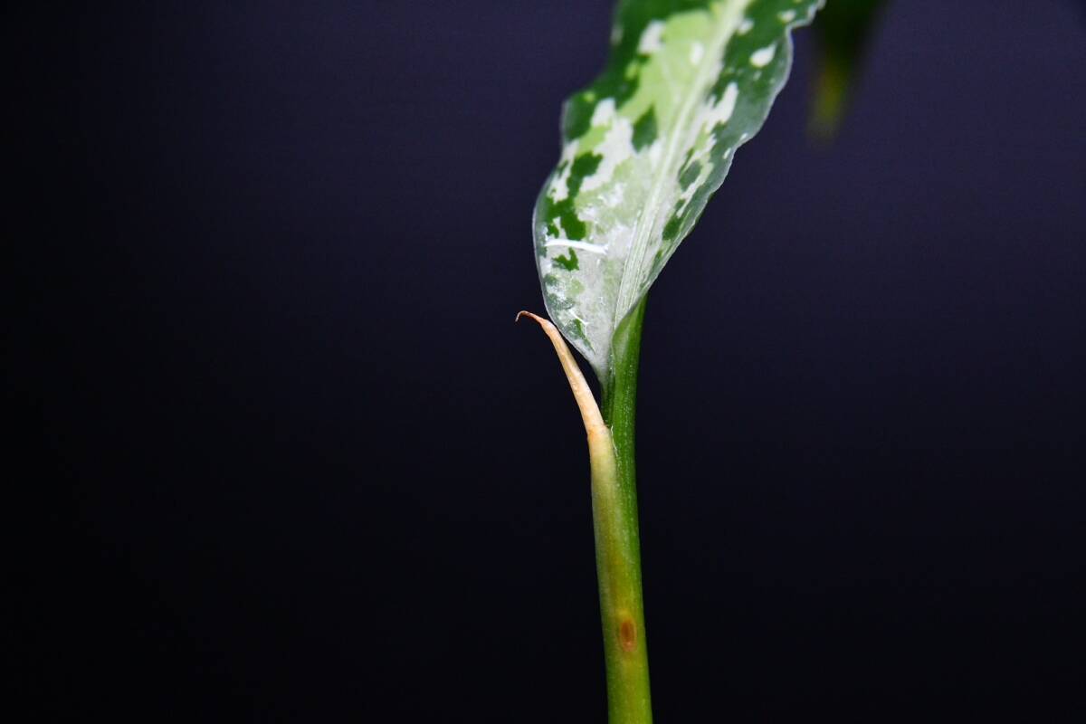 3 Aglaonema pictum tricolor from Aceh アグラオネマ ピクタム トリカラーの画像8