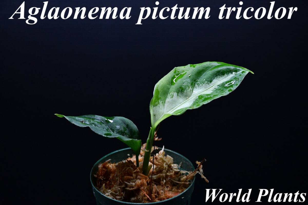 1 Aglaonema pictum tricolor from South Sumatra アグラオネマ ピクタム トリカラー実生株の画像1