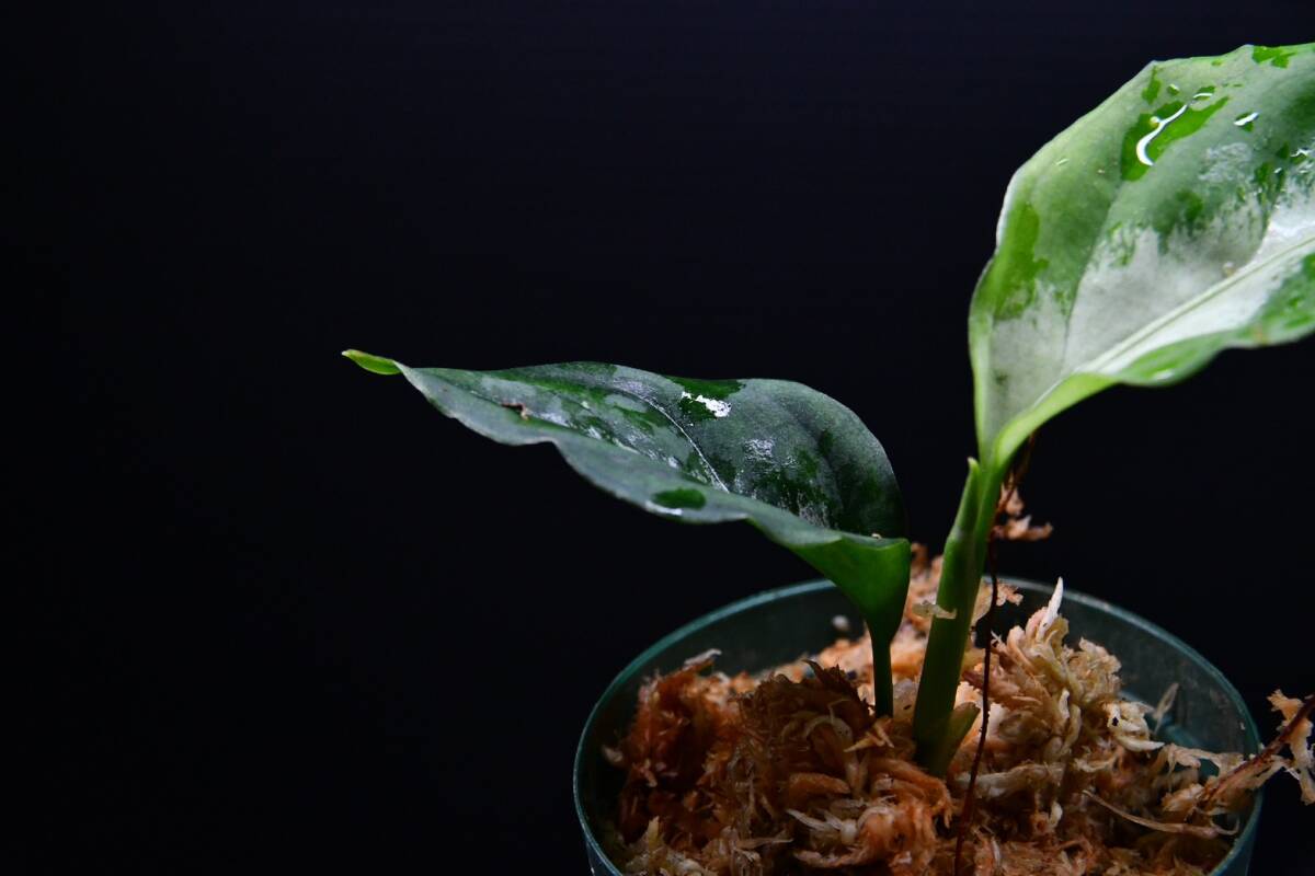 1 Aglaonema pictum tricolor from South Sumatra アグラオネマ ピクタム トリカラー実生株の画像8