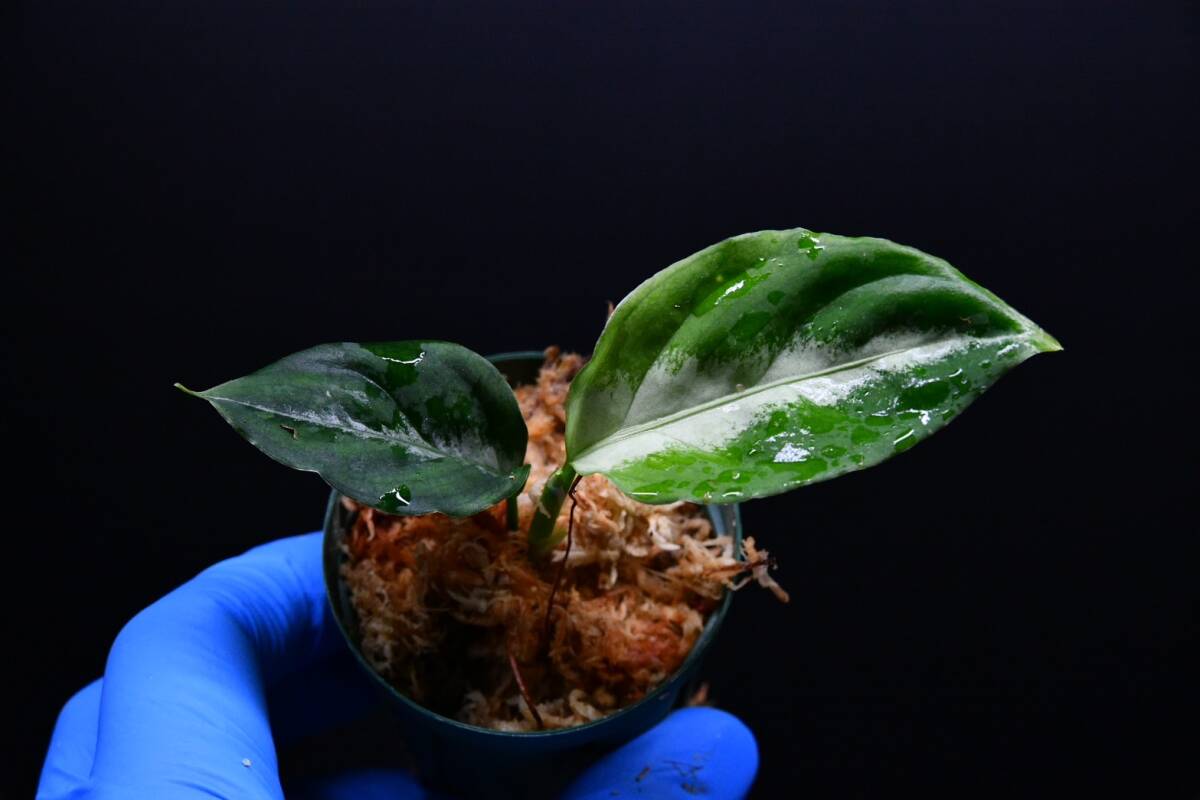 1 Aglaonema pictum tricolor from South Sumatra アグラオネマ ピクタム トリカラー実生株の画像3