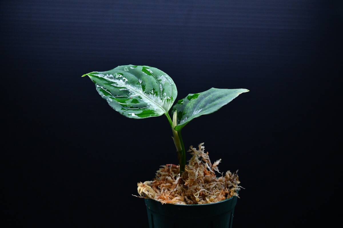 2 Aglaonema pictum tricolor from South Sumatra アグラオネマ ピクタム トリカラー実生株の画像5