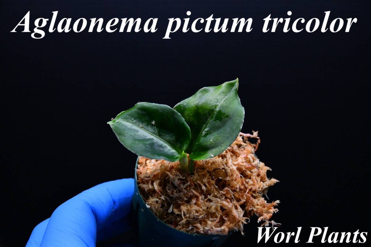 3 Aglaonema pictum tricolor from South Sumatra アグラオネマ ピクタム トリカラー実生株の画像1