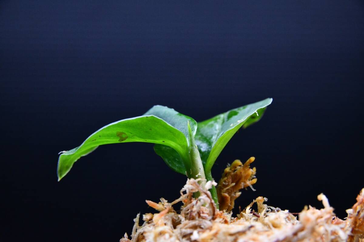 3 Aglaonema pictum tricolor from South Sumatra アグラオネマ ピクタム トリカラー実生株の画像3
