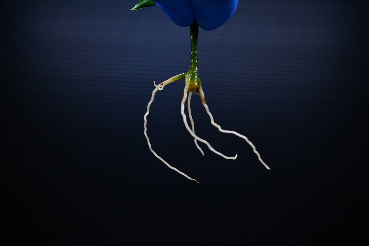4 Aglaonema pictum tricolor from South Sumatra アグラオネマ ピクタム トリカラー実生株の画像8