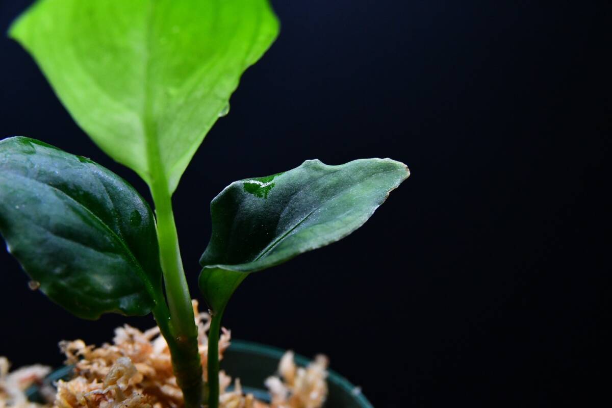 5 Aglaonema pictum tricolor from South Sumatra アグラオネマ ピクタム トリカラー実生株の画像7