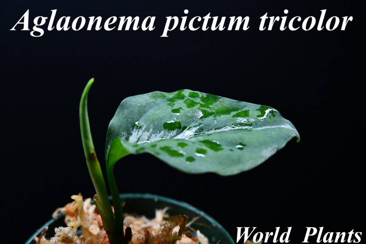 6 Aglaonema pictum tricolor from South Sumatra アグラオネマ ピクタム トリカラー実生株の画像1