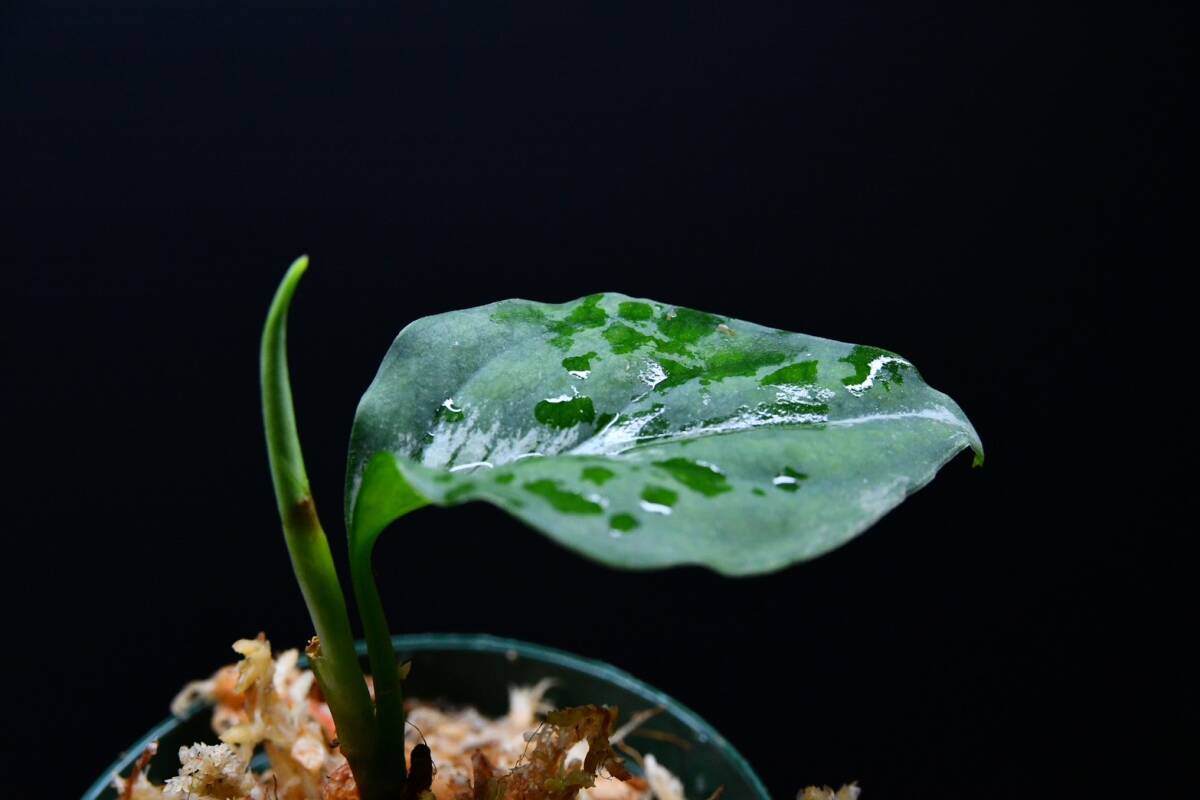 6 Aglaonema pictum tricolor from South Sumatra アグラオネマ ピクタム トリカラー実生株の画像4