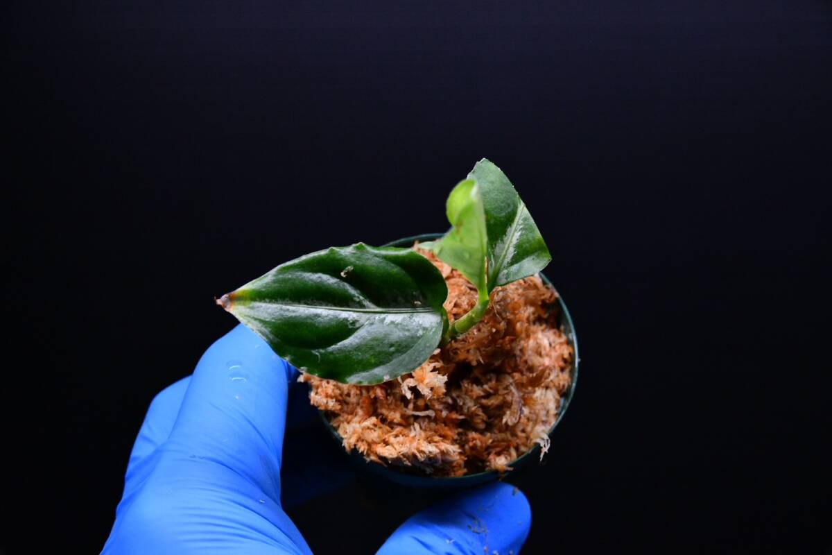8 Aglaonema pictum tricolor from South Sumatra アグラオネマ ピクタム トリカラー実生株の画像2