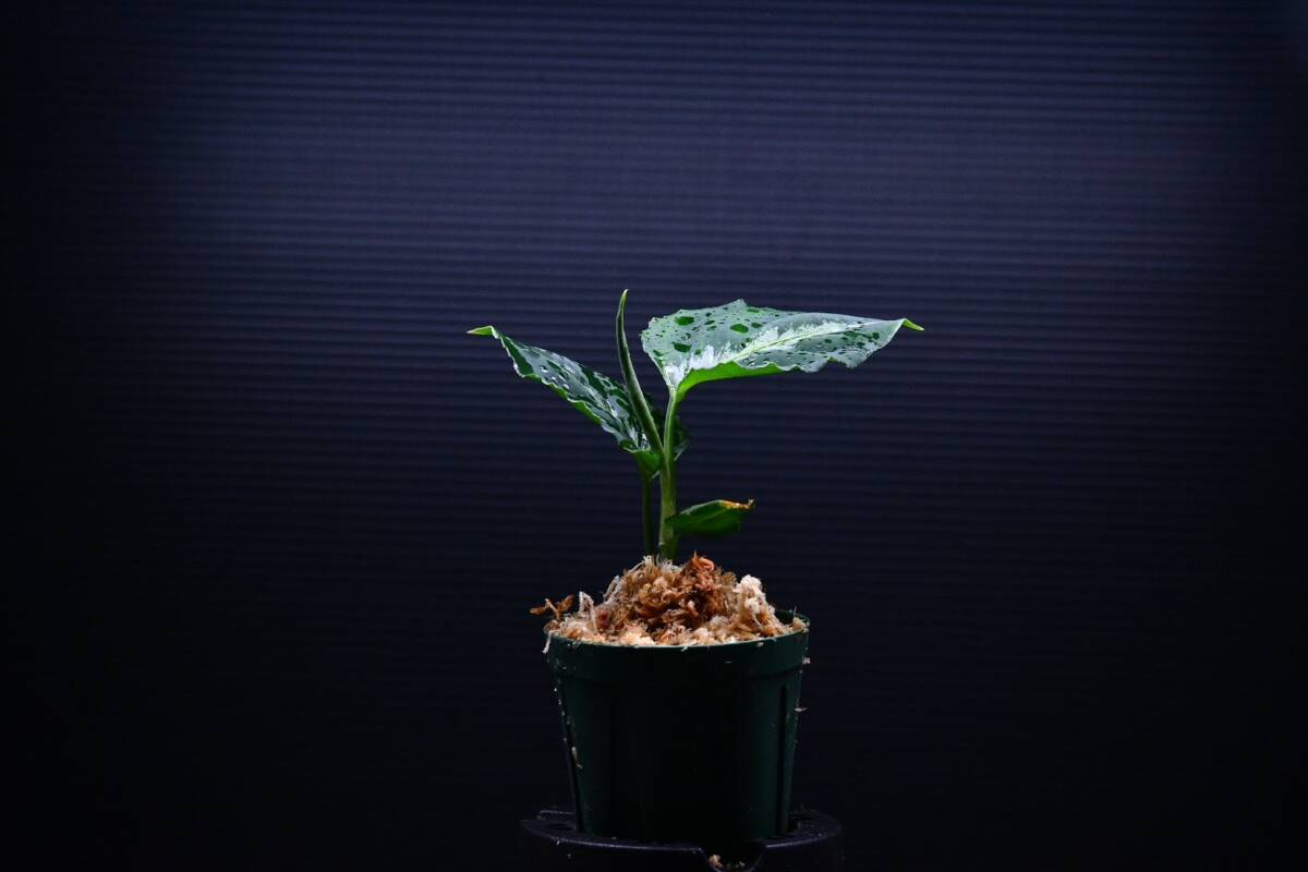 9 Aglaonema pictum tricolor from South Sumatra アグラオネマ ピクタム トリカラー実生株の画像2