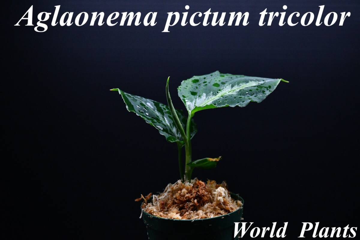9 Aglaonema pictum tricolor from South Sumatra アグラオネマ ピクタム トリカラー実生株の画像1