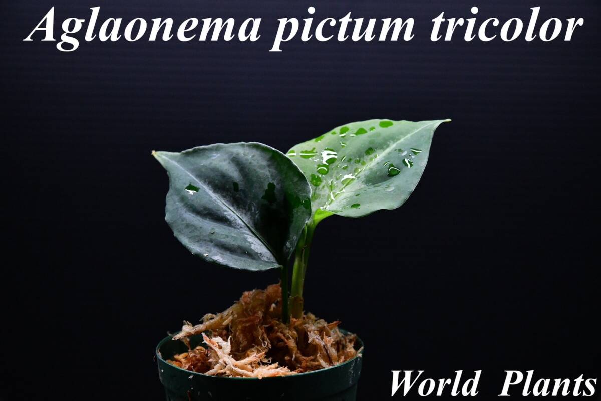 10 Aglaonema pictum tricolor from South Sumatra アグラオネマ ピクタム トリカラー実生株の画像1