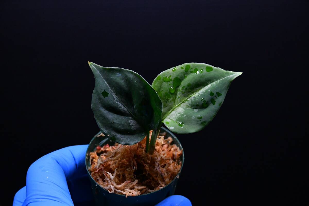 10 Aglaonema pictum tricolor from South Sumatra アグラオネマ ピクタム トリカラー実生株の画像6