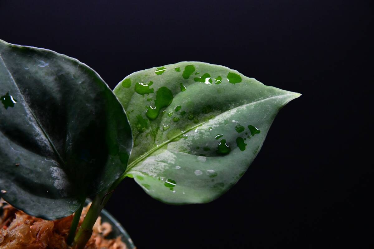 10 Aglaonema pictum tricolor from South Sumatra アグラオネマ ピクタム トリカラー実生株の画像5