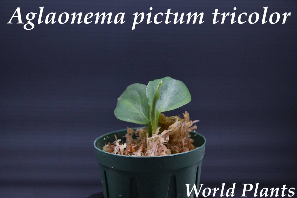 2 Aglaonema pictum tricolor from South Sumatra アグラオネマ ピクタム トリカラー実生株の画像1