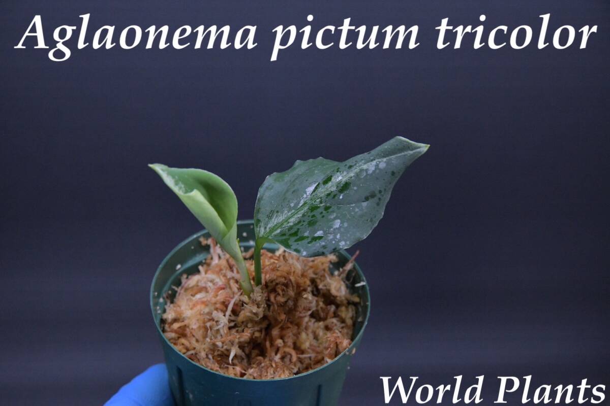 3 Aglaonema pictum tricolor from South Sumatra アグラオネマ ピクタム トリカラー実生株の画像1