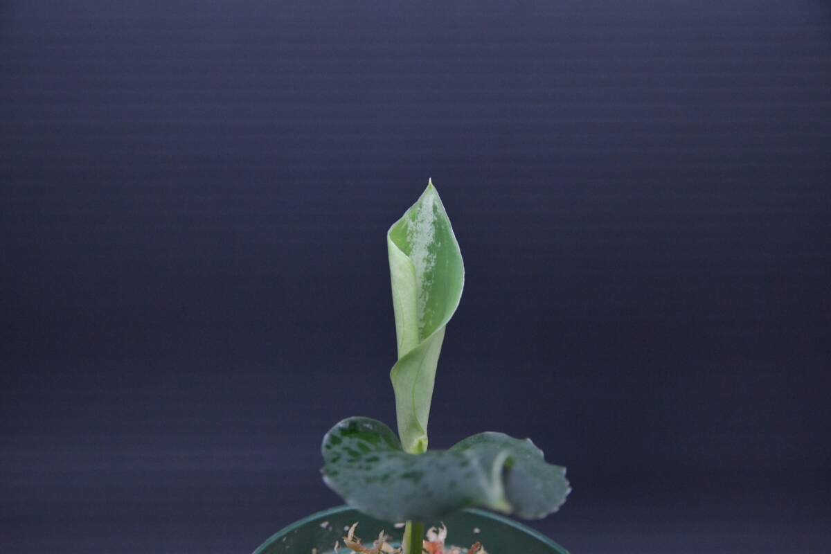 3 Aglaonema pictum tricolor from South Sumatra アグラオネマ ピクタム トリカラー実生株の画像7