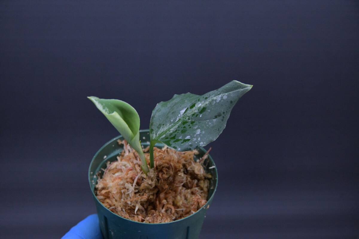 3 Aglaonema pictum tricolor from South Sumatra アグラオネマ ピクタム トリカラー実生株の画像5