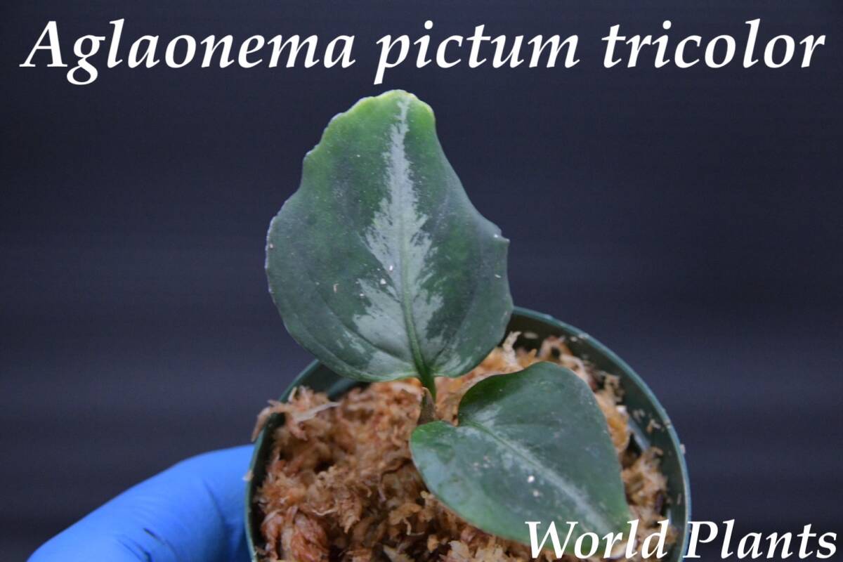 4 Aglaonema pictum tricolor from South Sumatra アグラオネマ ピクタム トリカラー実生株の画像1