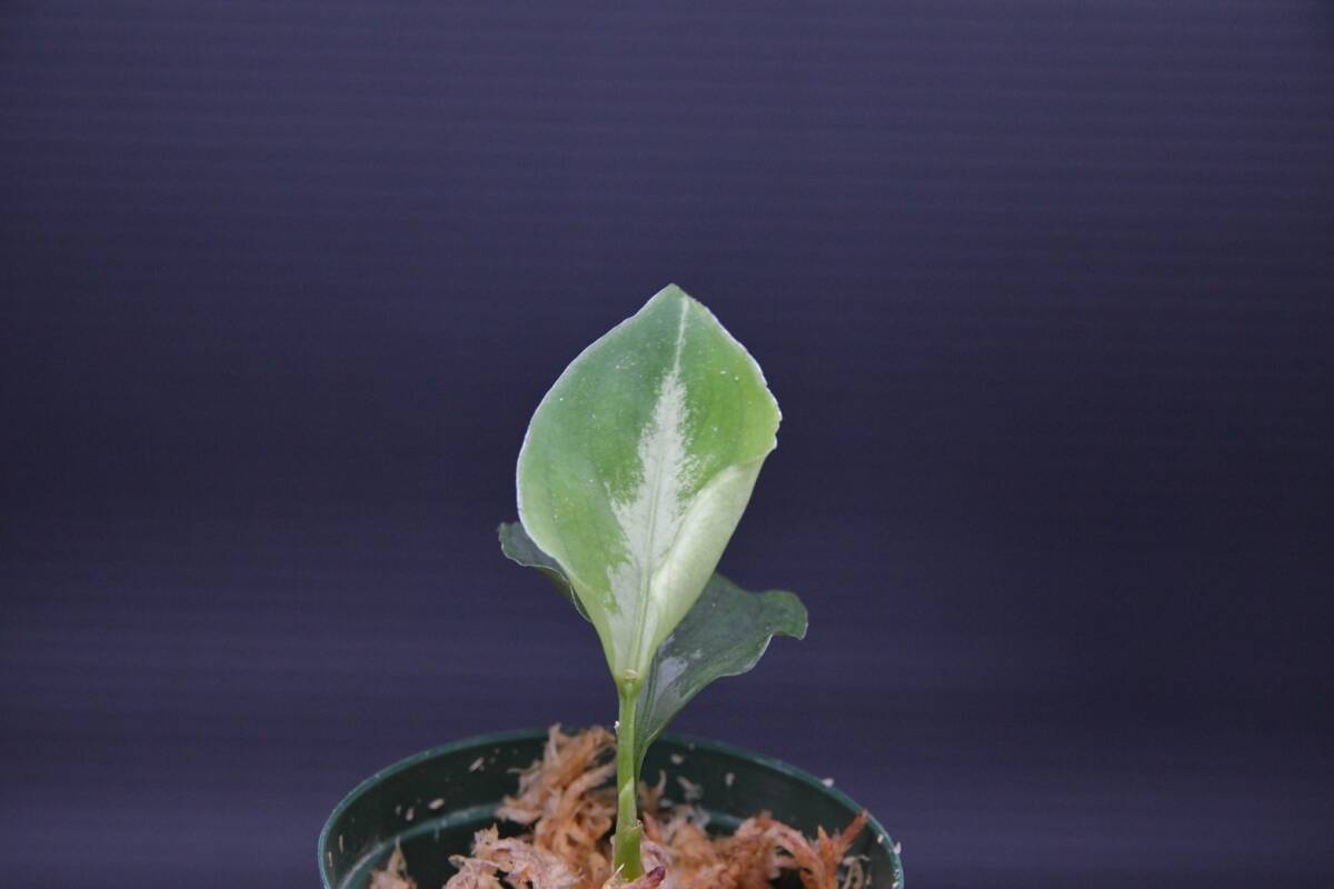 6 Aglaonema pictum tricolor from South Sumatra アグラオネマ ピクタム トリカラー実生株の画像6