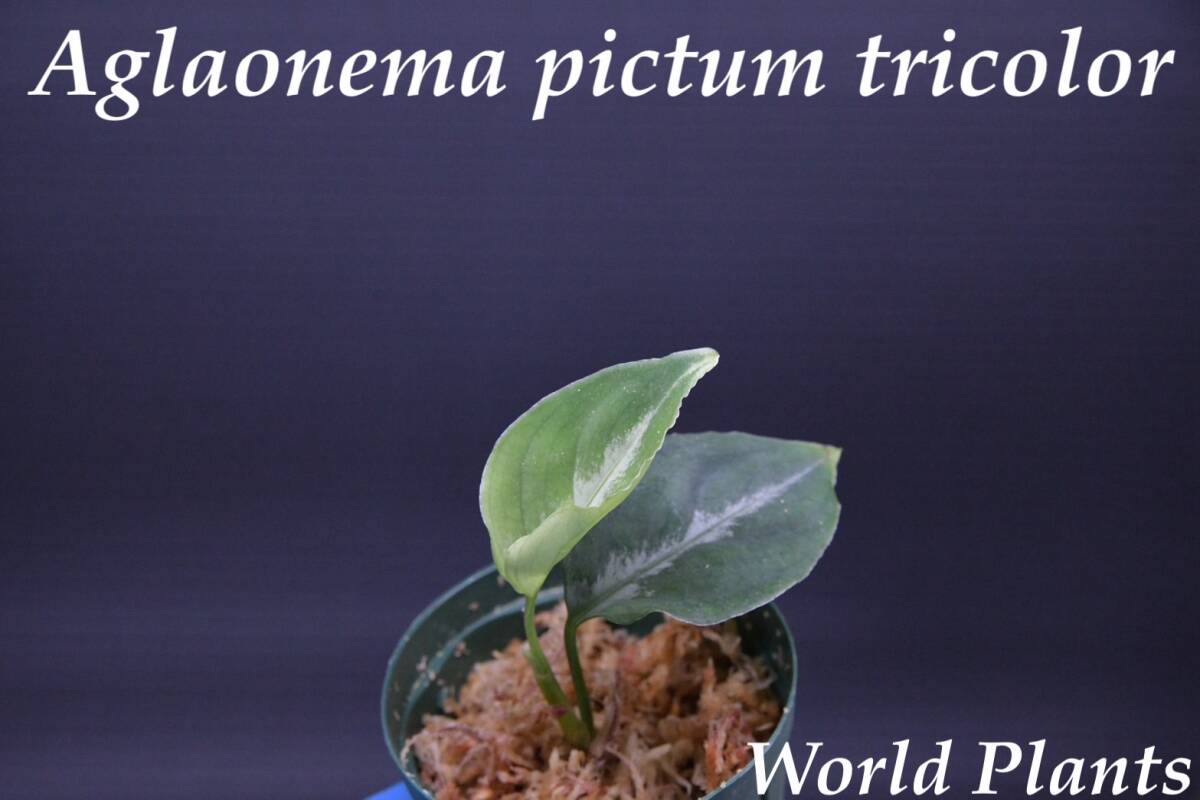 6 Aglaonema pictum tricolor from South Sumatra アグラオネマ ピクタム トリカラー実生株の画像1