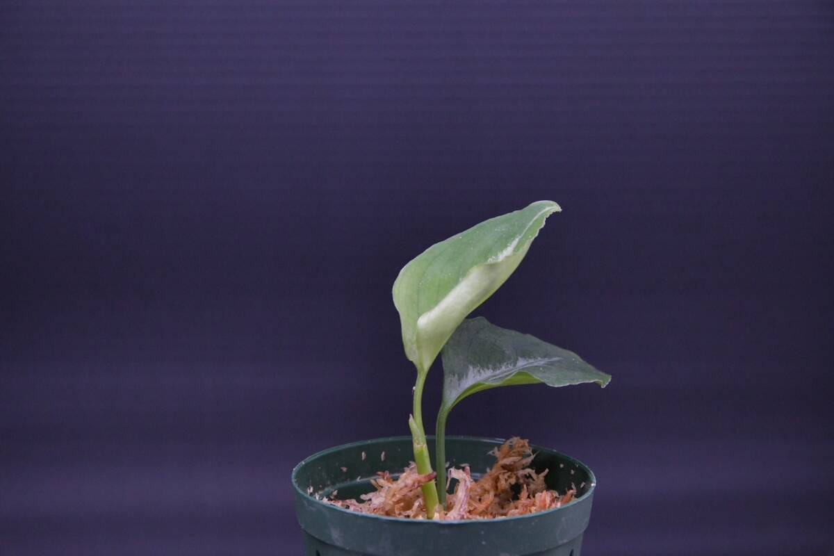 6 Aglaonema pictum tricolor from South Sumatra アグラオネマ ピクタム トリカラー実生株の画像3