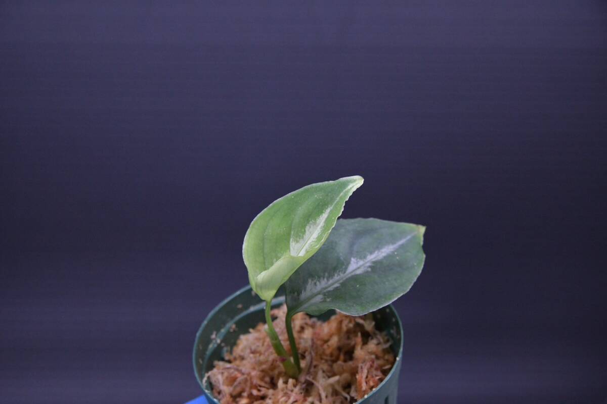 6 Aglaonema pictum tricolor from South Sumatra アグラオネマ ピクタム トリカラー実生株の画像4