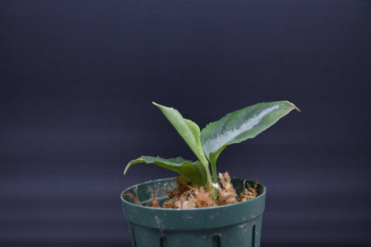 7 Aglaonema pictum tricolor from South Sumatra アグラオネマ ピクタム トリカラー実生株の画像3