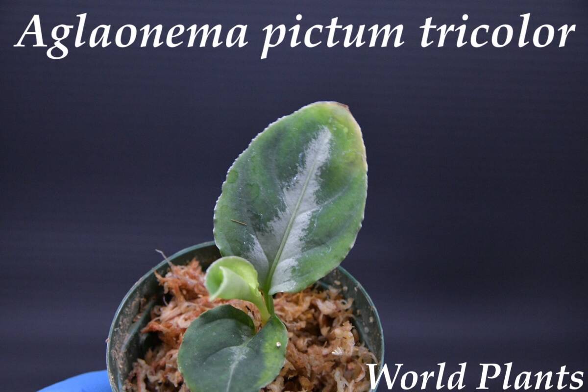 7 Aglaonema pictum tricolor from South Sumatra アグラオネマ ピクタム トリカラー実生株の画像1