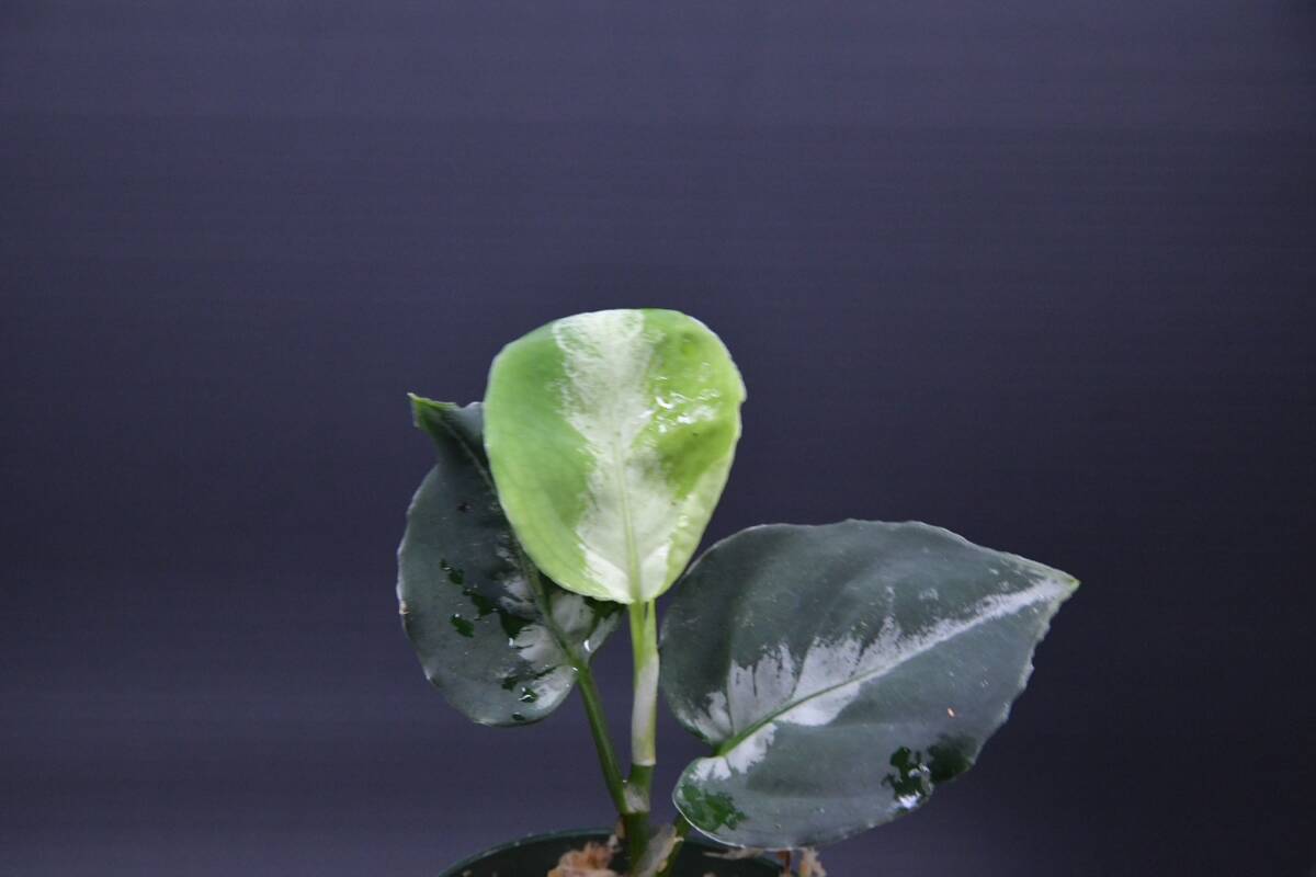 10 Aglaonema pictum tricolor from South Sumatra アグラオネマ ピクタム トリカラー実生株の画像4