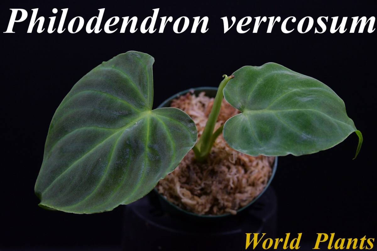 Philodendron verrucosum　フィロデンドロン　ベルコーサム 苗_画像1