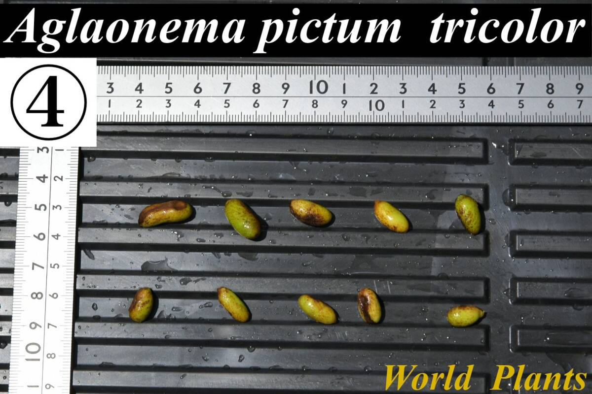 ４ Aglaonema pictum tricolor from South Sumatra アグラオネマ ピクタム トリカラー 種10粒の画像1
