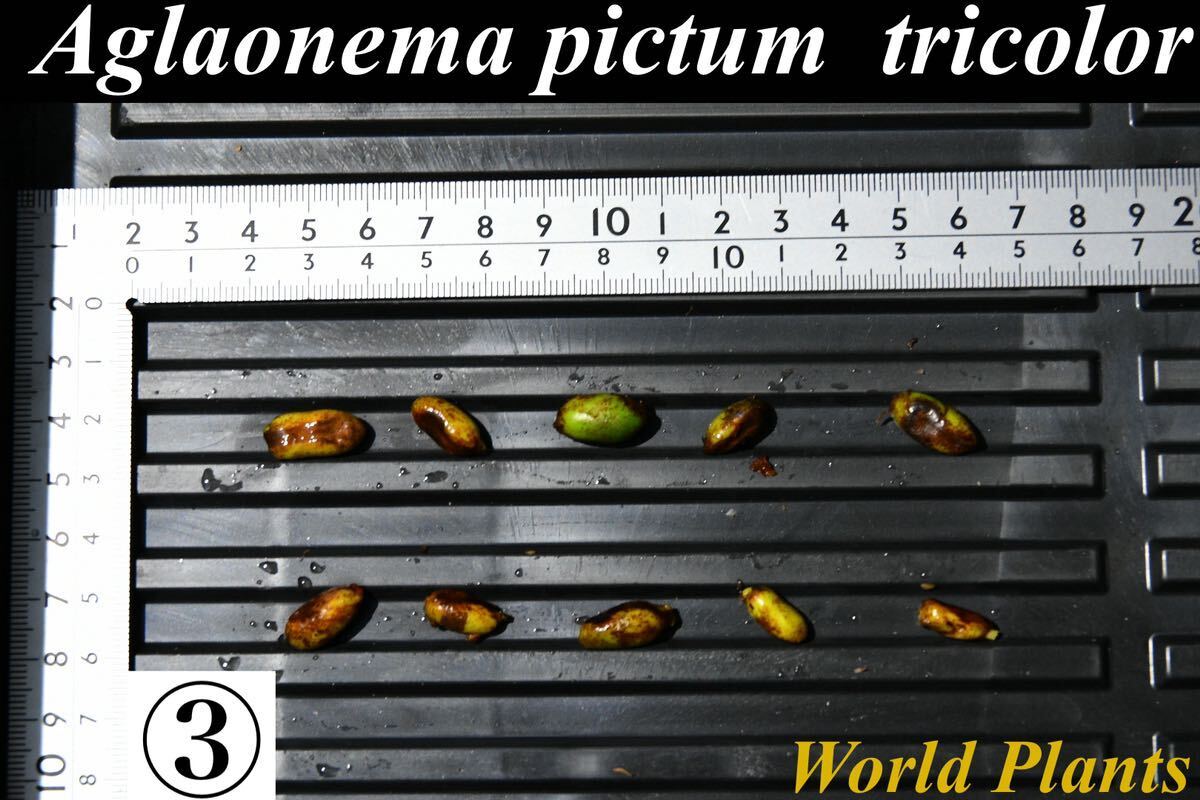 3 Aglaonema pictum tricolor from South Sumatra アグラオネマ ピクタム トリカラー 種10粒の画像1