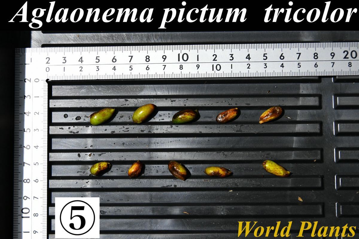 5 Aglaonema pictum tricolor from South Sumatra アグラオネマ ピクタム トリカラー 種10粒の画像1