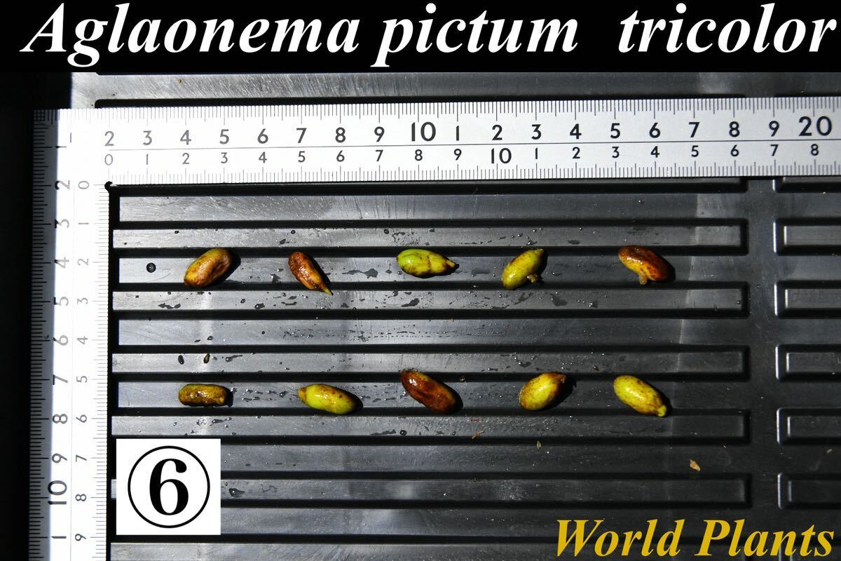 6 Aglaonema pictum tricolor from South Sumatra アグラオネマ ピクタム トリカラー 種10粒の画像1