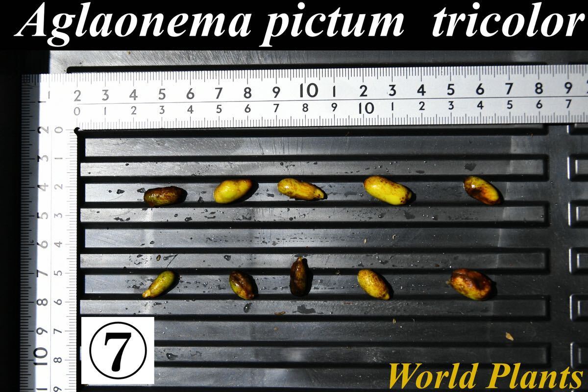7 Aglaonema pictum tricolor from South Sumatra アグラオネマ ピクタム トリカラー 種10粒の画像1
