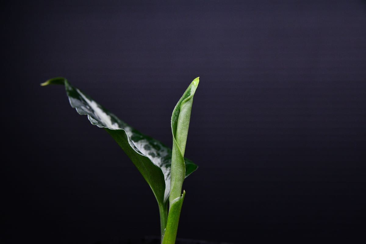 Aglaonema pictum ”Silver” from Kota Lahat アグラオネマ ピクタム ”シルバー”の画像5