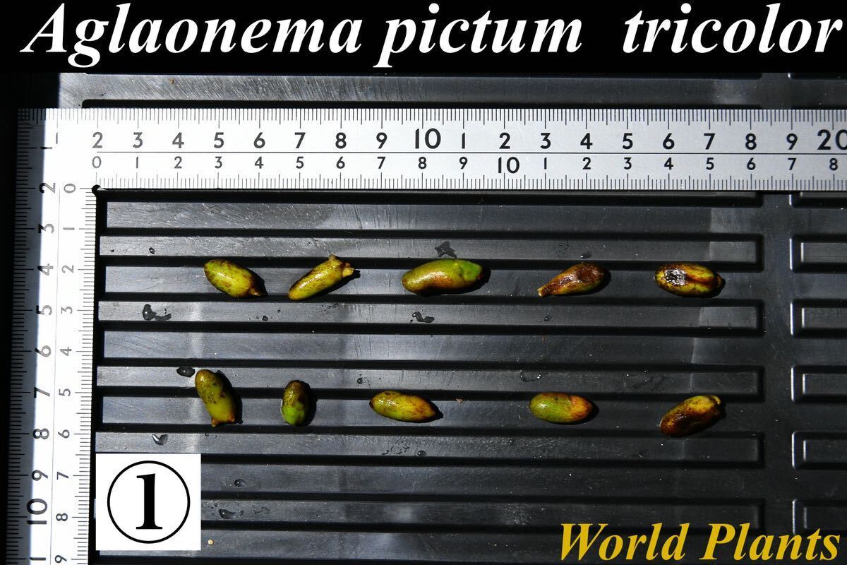 1　Aglaonema　pictum tricolor from South Sumatra アグラオネマ　ピクタム　トリカラー 種10粒_画像1