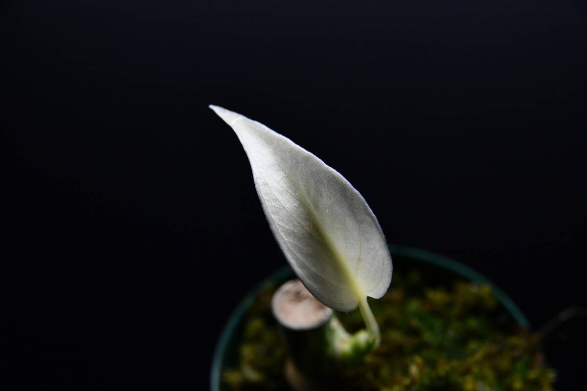 13 斑入りモンステラ ホワイトタイガー Monstera borsigiana 'White Tiger' の画像6