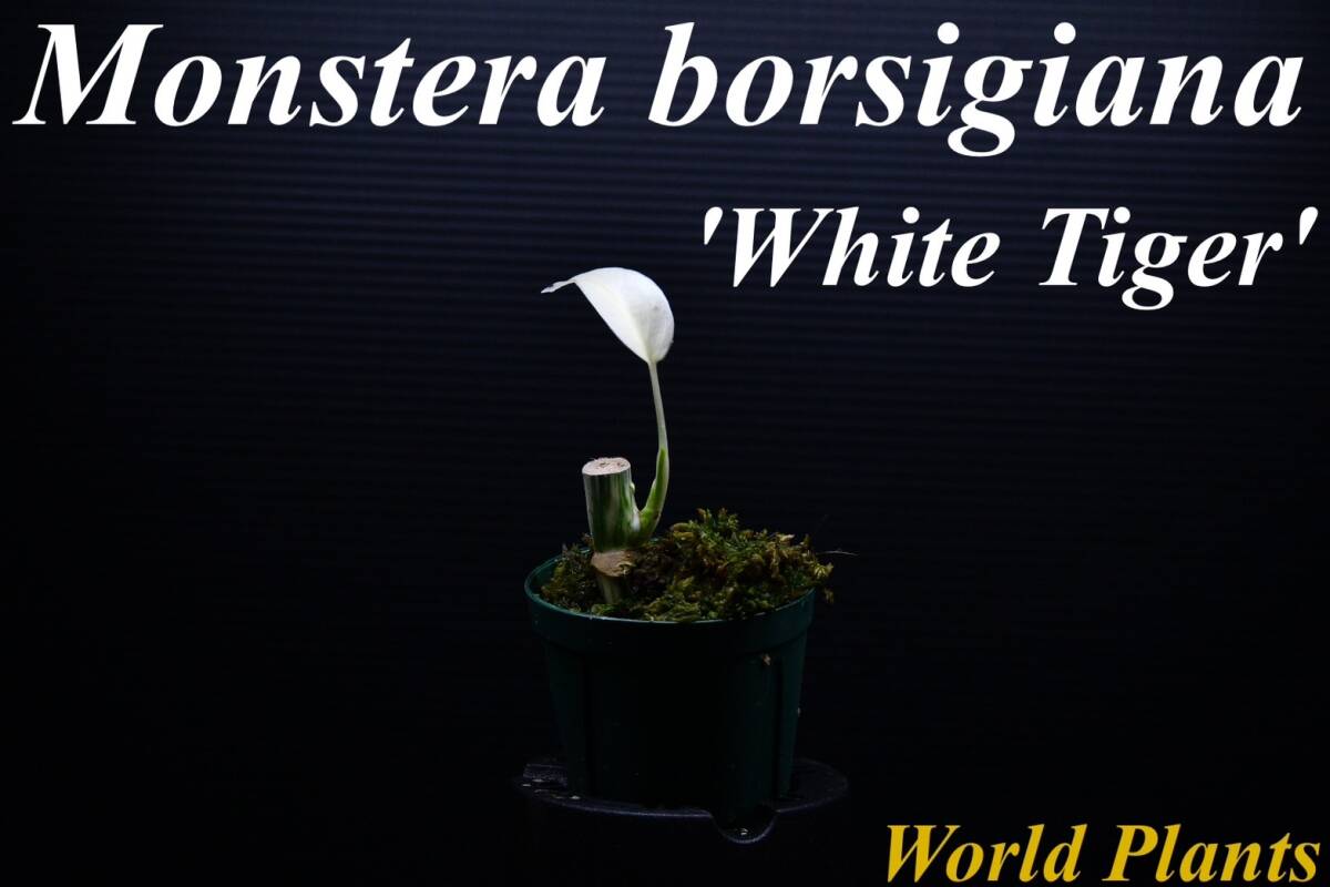 13 斑入りモンステラ ホワイトタイガー Monstera borsigiana 'White Tiger' の画像1