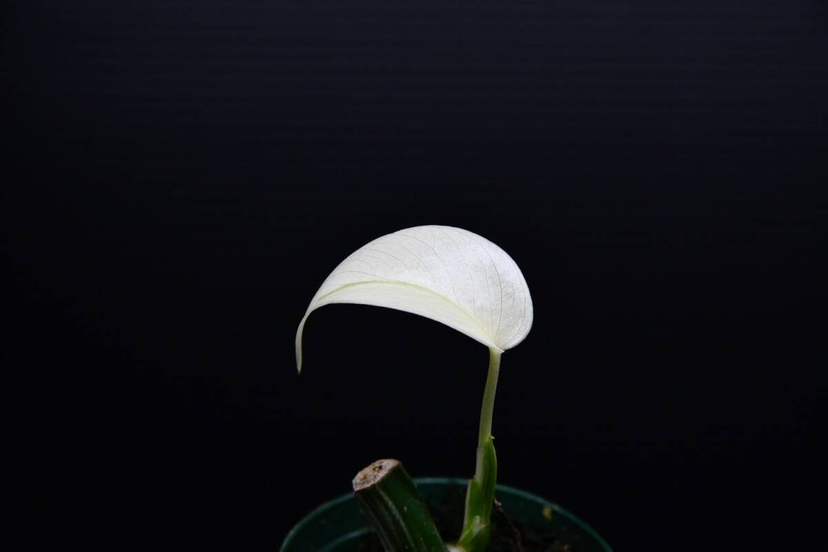 15 斑入りモンステラ ホワイトタイガー Monstera borsigiana 'White Tiger' の画像4