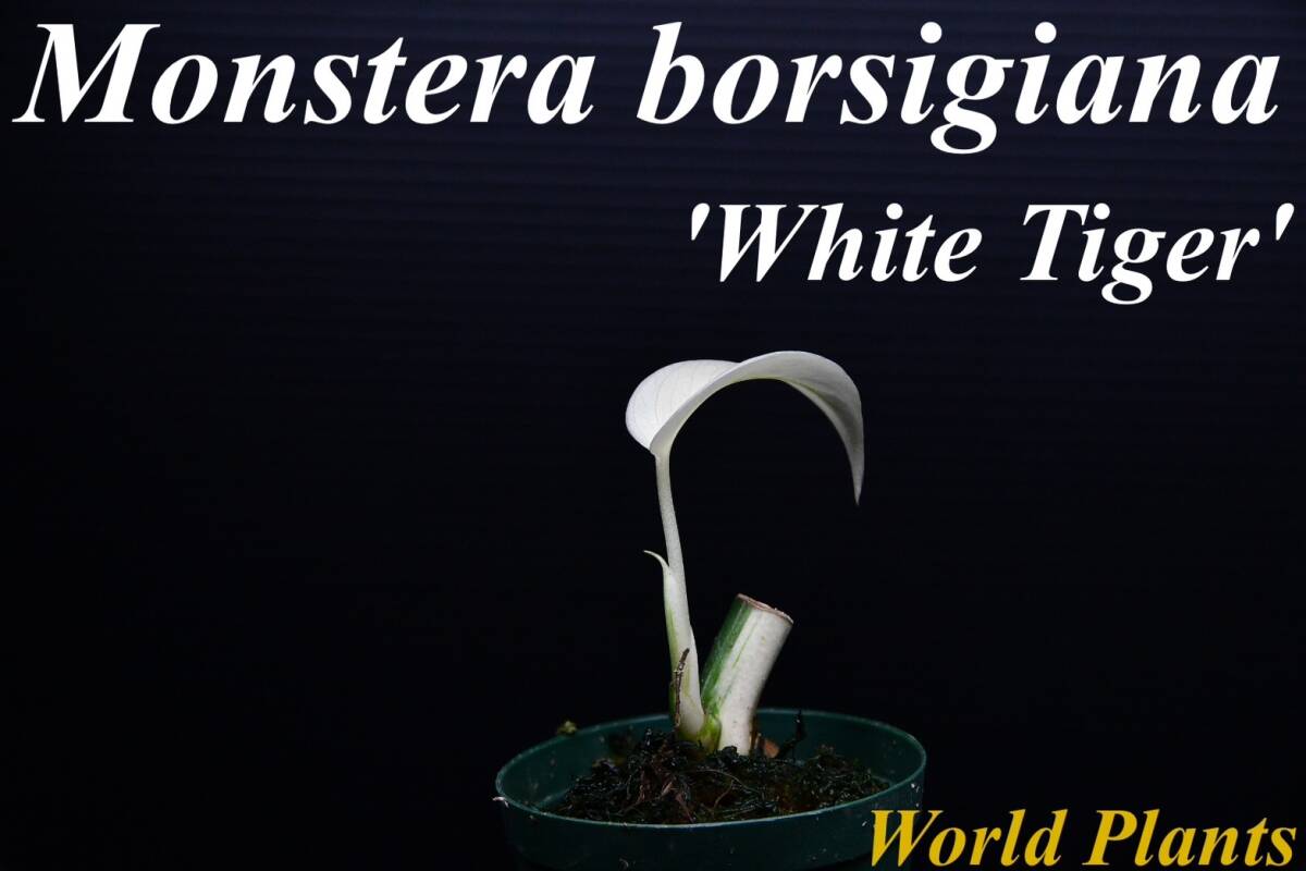 15 斑入りモンステラ ホワイトタイガー Monstera borsigiana 'White Tiger' の画像1