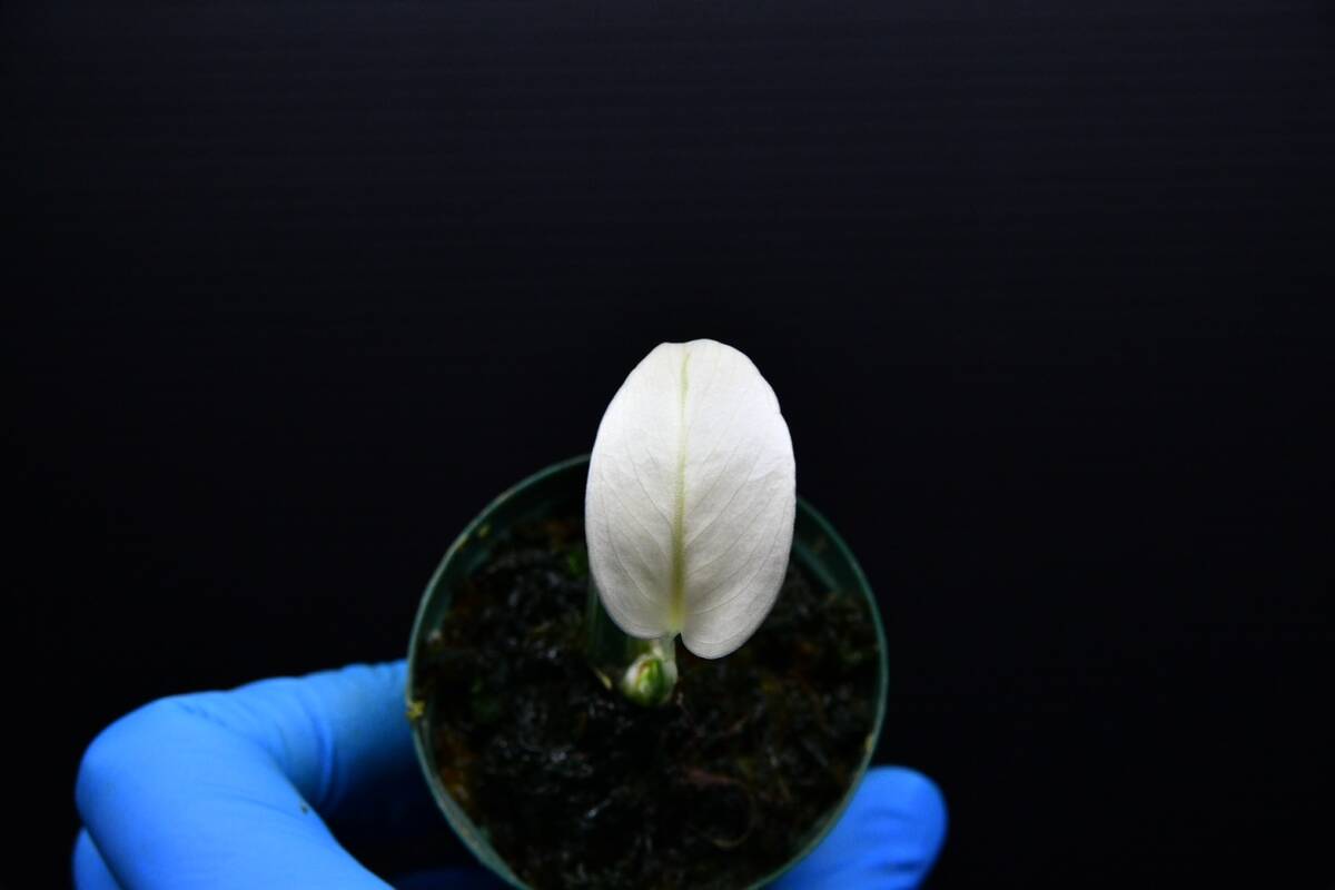 15 斑入りモンステラ ホワイトタイガー Monstera borsigiana 'White Tiger' の画像8