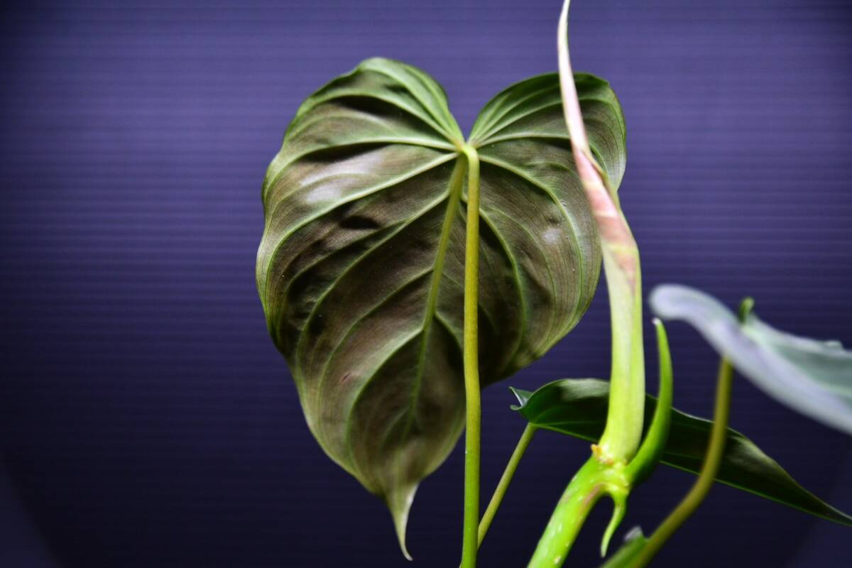 4 Philodendron Glorious フィロデンドロン グロリアス の画像9