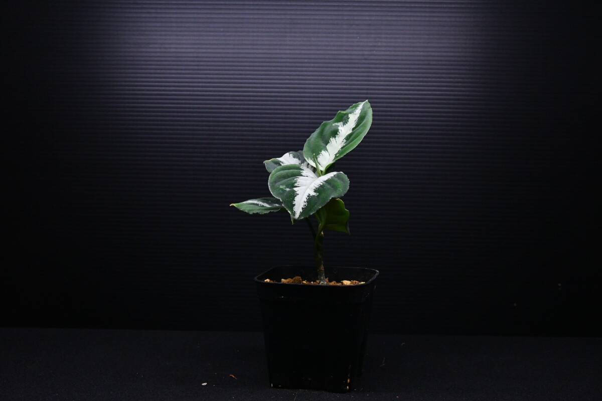 1　Aglaonema　pictum tricolor from South Sumatra アグラオネマ　ピクタム　トリカラー_画像2