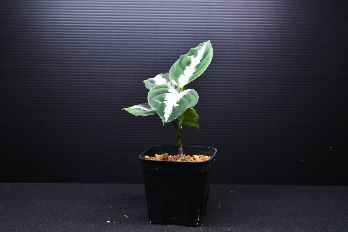 1　Aglaonema　pictum tricolor from South Sumatra アグラオネマ　ピクタム　トリカラー_画像9